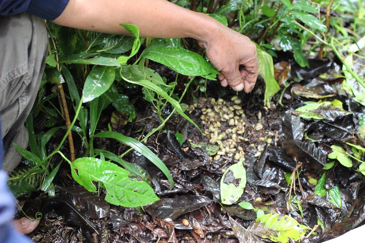 Wild Kopi Luwak, Northern Sumatra - Indonesia