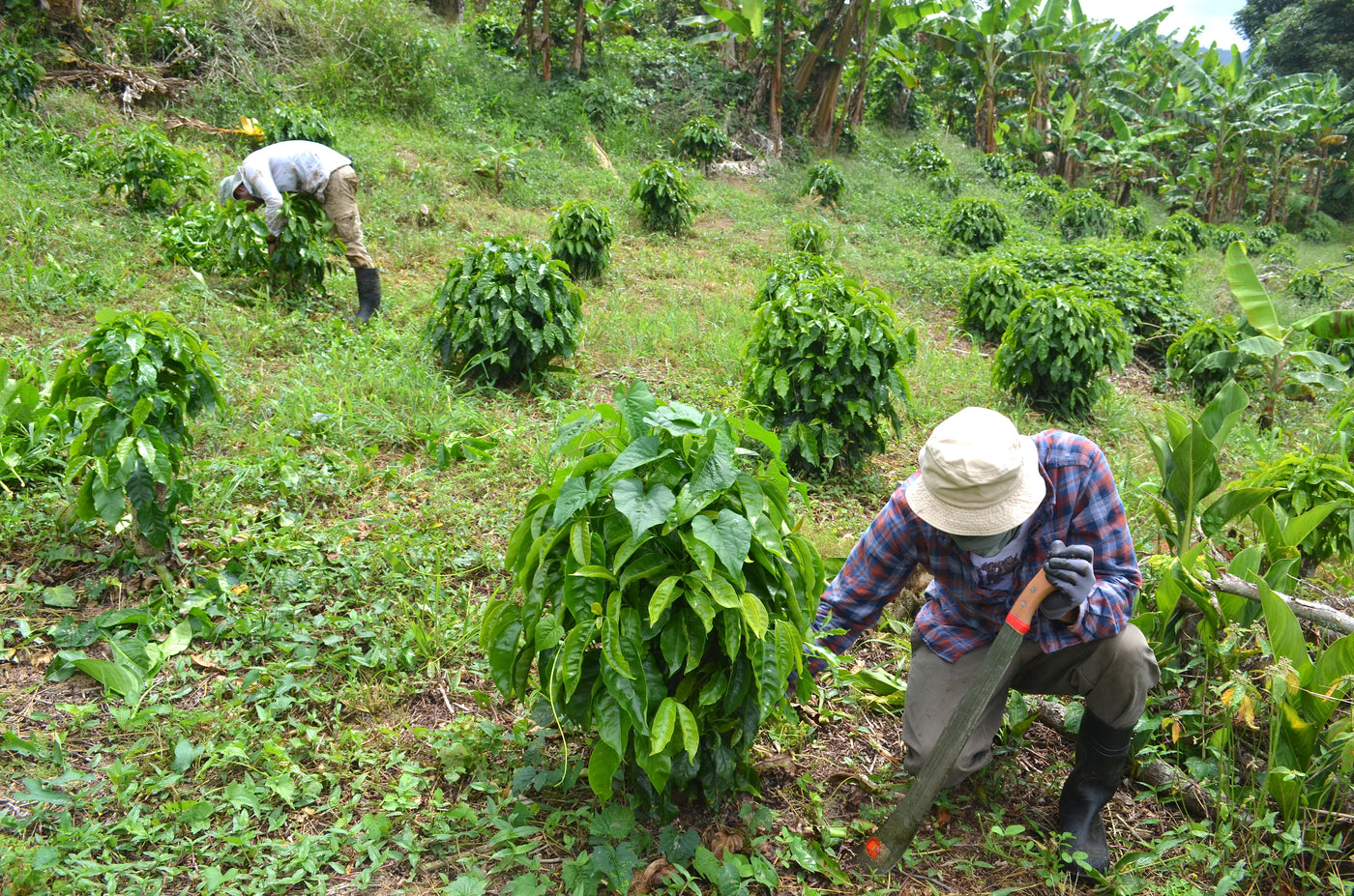 Puerto Rico, Hacienda Pons