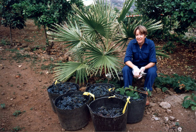 Canary Islands, Finca Sanssouci