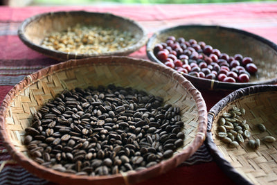Coffee beans at different stages of processing - raw coffee beans, coffee cherries, and roasted coffee beans