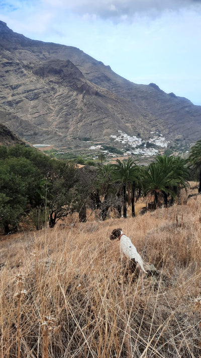 Canary Islands, Los Grimones Estate