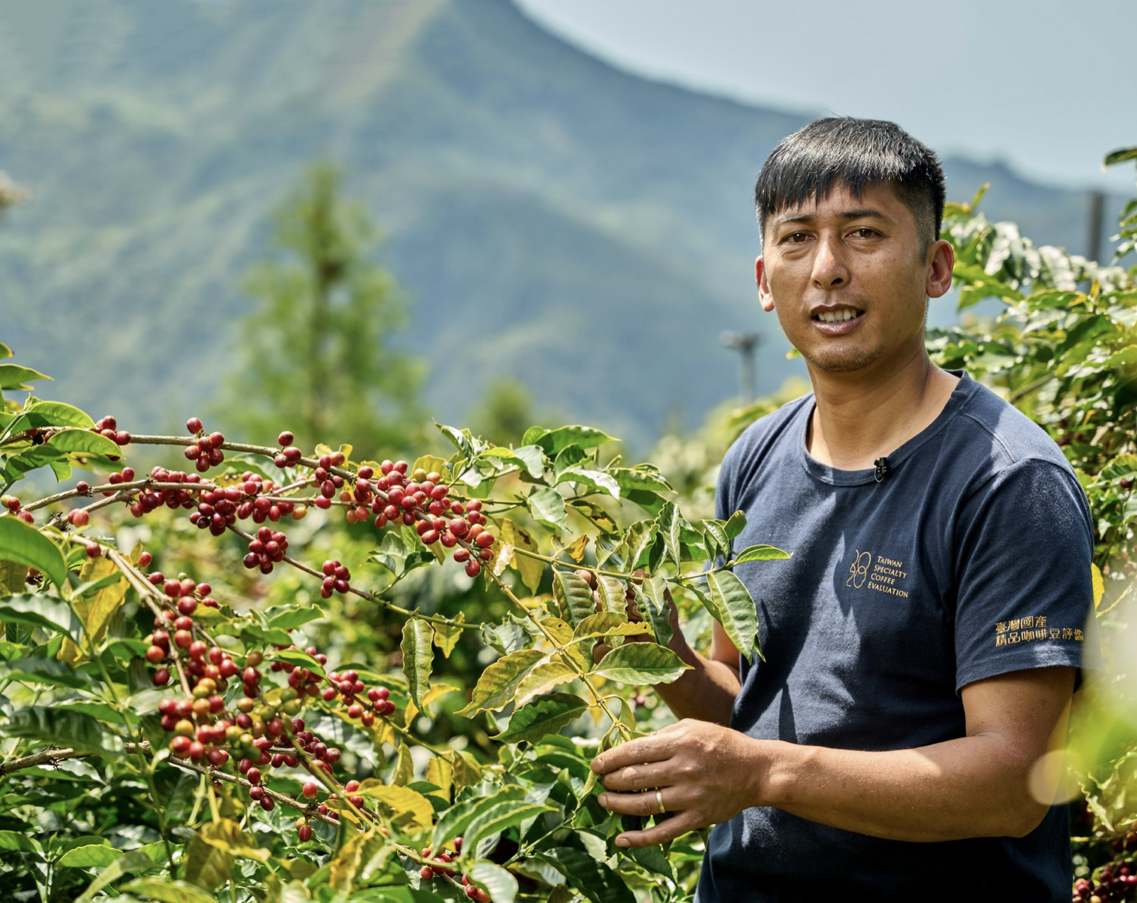 Taiwanese Coffee - Zou Zhou Yuan Estate | Sea Island Coffee