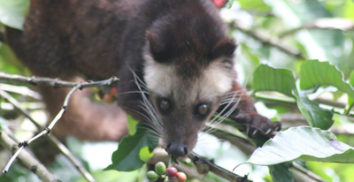 A wild kopi luwak (civet cat) eating coffee cherries in a tree