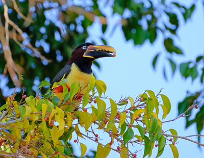 Wild Toucan Bourbon Pointu, Costa Rica