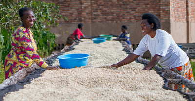Coffee farmers smiling while hand sorting dried green coffee beans