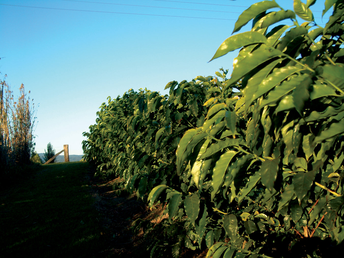 GREEN Australia, Mountain Top Estate