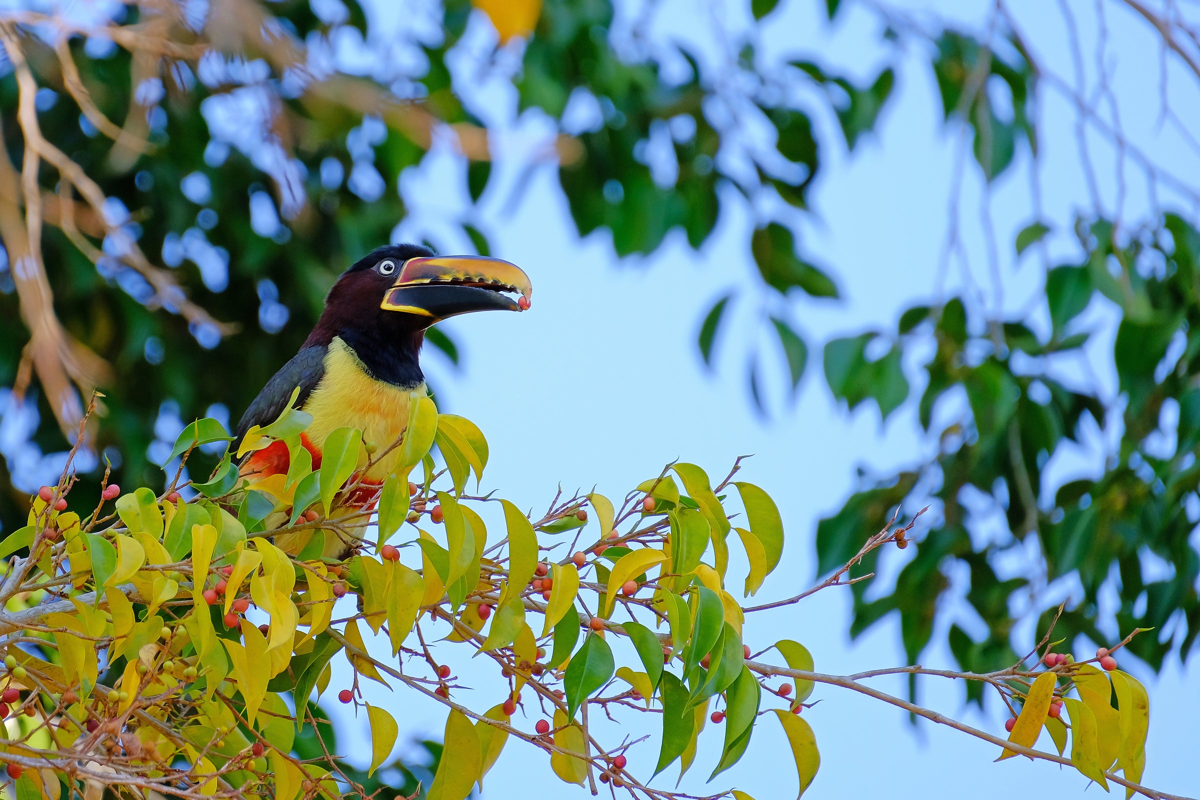 A wild Aracari toucan sitting in a tree in Costa Rica, eating a coffee cherry