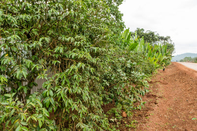 Ethiopia, Yirgacheffe