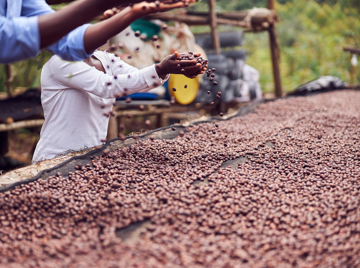 São Tomé, Monte Café