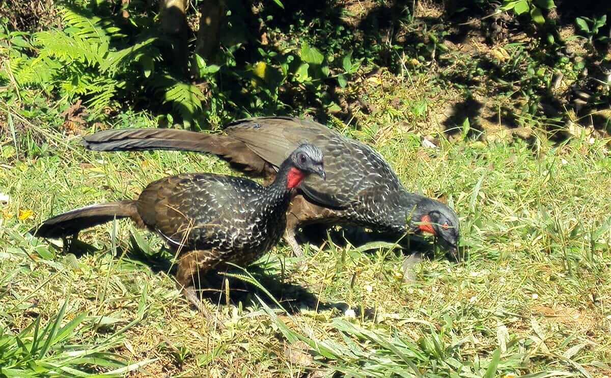 Wild Jacu Bird, Brazil