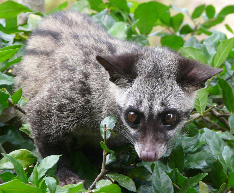 Wild Kopi Luwak Coffee Beans from Bali Indonesia - Sea Island Coffee
