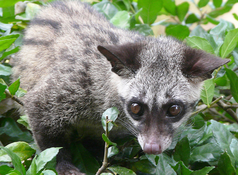 Wild Kopi Luwak - Northern Sumatra | Organic Unroasted Coffee Beans