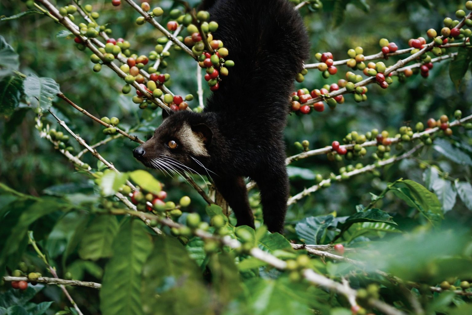 Wild Kopi Luwak - Nespresso Compatible Coffee Pods