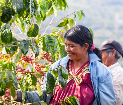 Coffee farmer in Costa Rica picking coffee cherries on Coffea Diversa estates farm