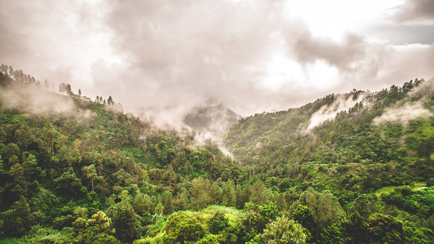 Landscape of the Jamaica Blue Mountains covered in mist