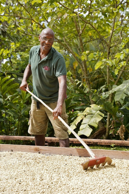 Guadeloupe Island Coffee | Rare Speciality Coffee Beans