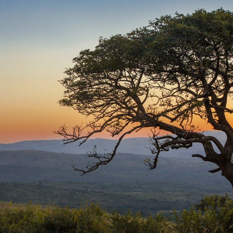 Landscape view of a sunset over South African wildlands