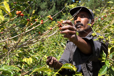 St Helena, Bamboo Hedge Estate Peaberry