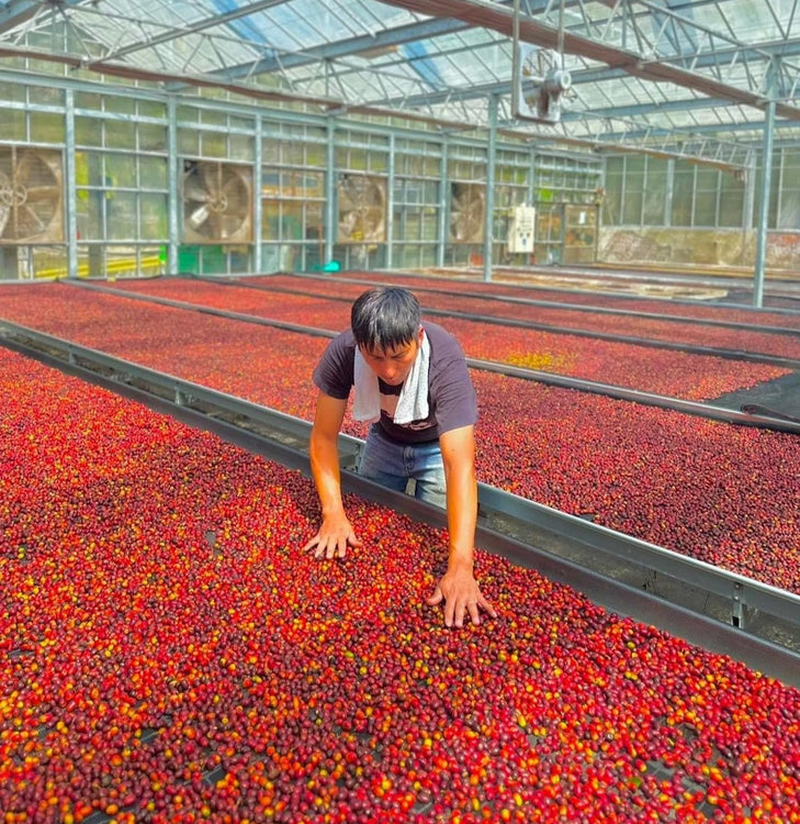 Taiwanese Coffee - Zou Zhou Yuan Estate | Sea Island Coffee