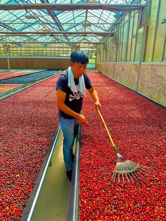 Taiwanese Coffee - Zou Zhou Yuan Estate | Sea Island Coffee