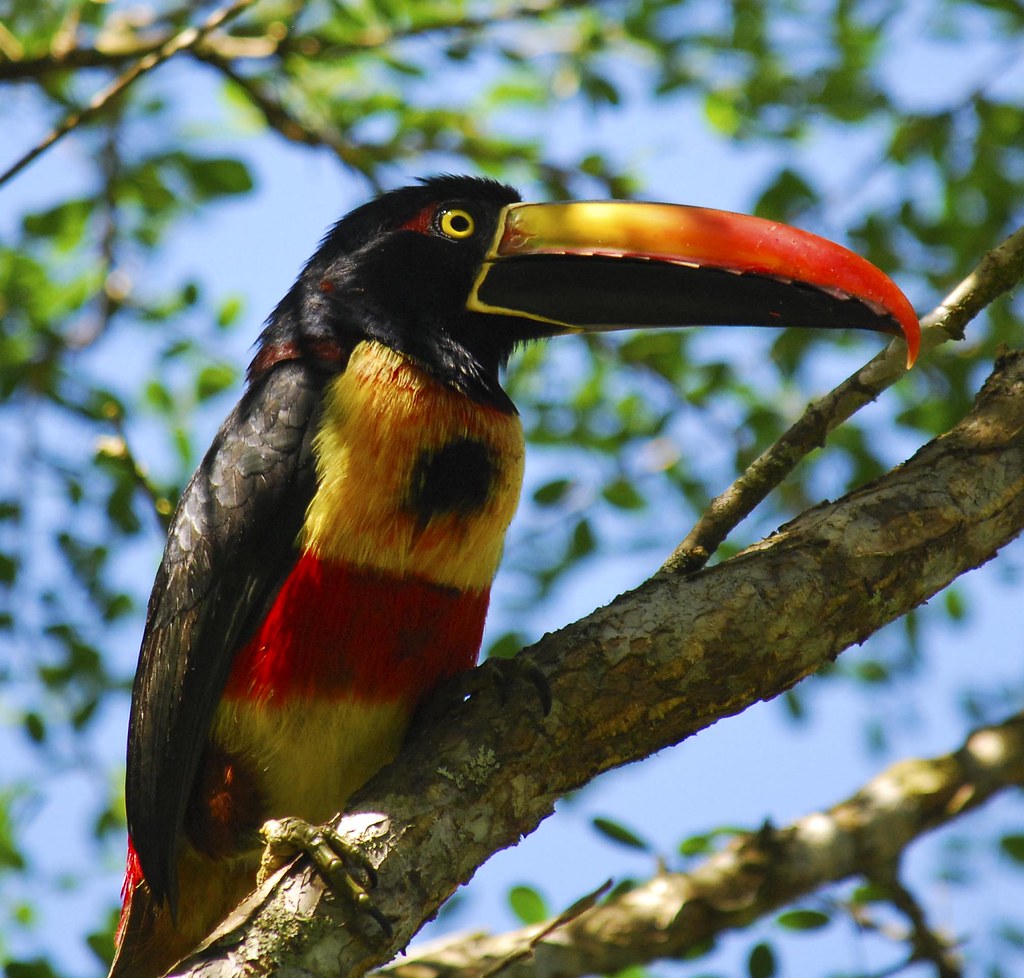 Wild Aracari toucan sitting in a tree