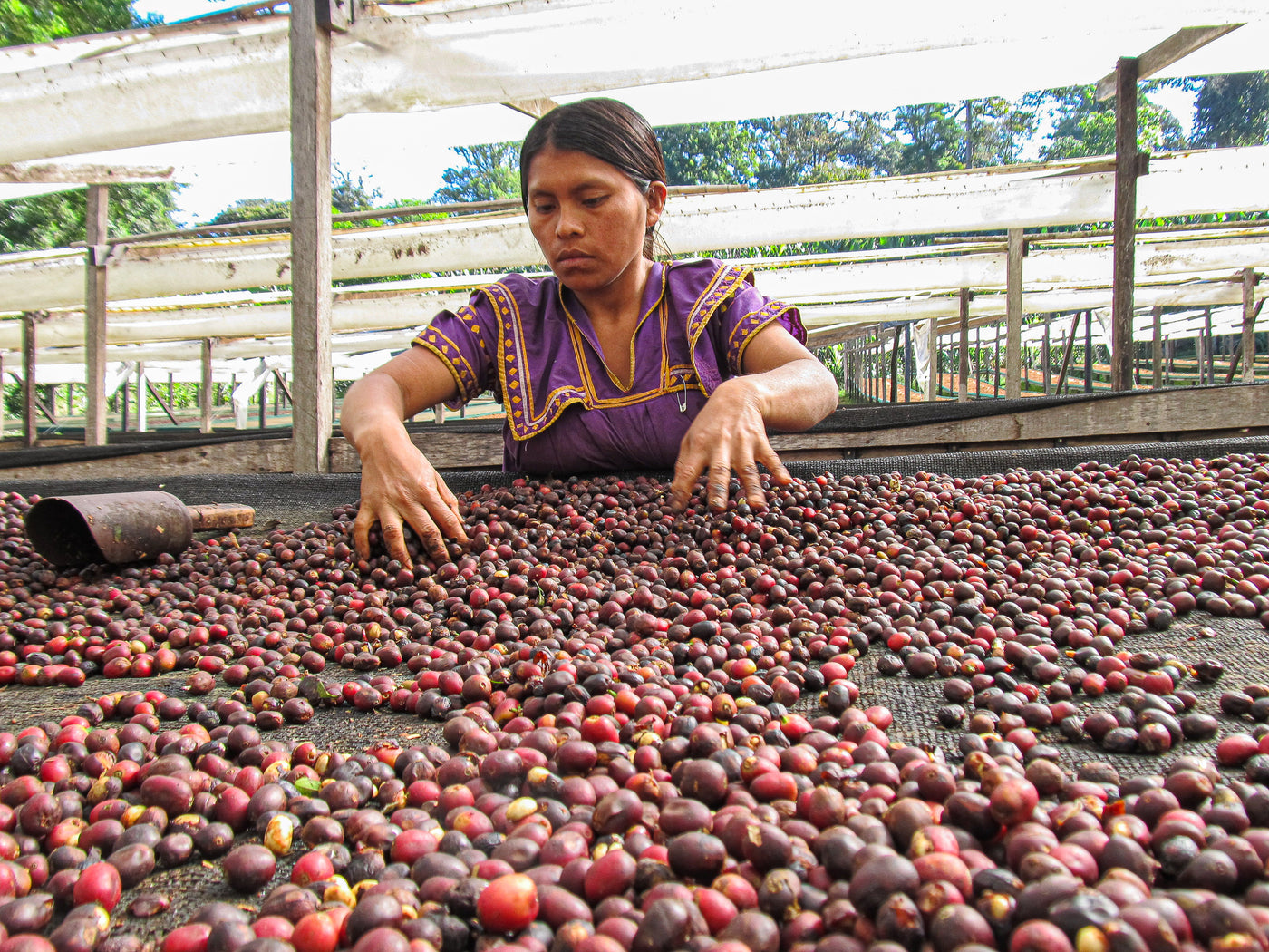 Panama coffee grower drying coffee