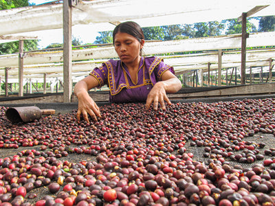 Panama coffee grower drying coffee