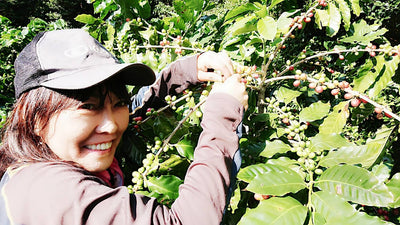 Japanese coffee being picked
