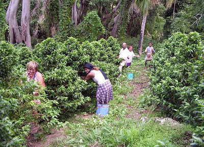 New Caledonia Coffee Pickers