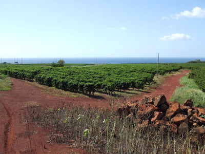 Kauai Estate, Arabica Typica, Hawaii - Green Bean-Sea Island Coffee