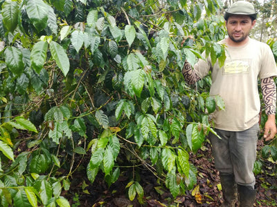 Coffee farmer at Coffea Diversa estate next to a Jamaica Blue Mountain coffee plant