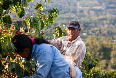 UNROASTED - Coffea Diversa Dudduka Natural, Costa Rica - Green Bean.