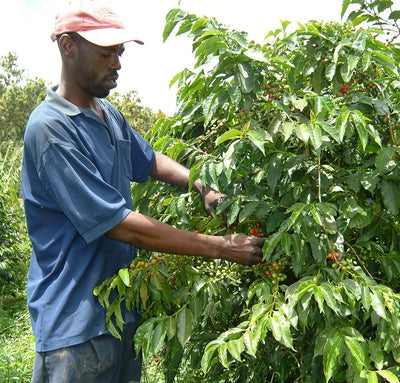 Jamaican farmer in the Blue Mountains picking coffee cherries
