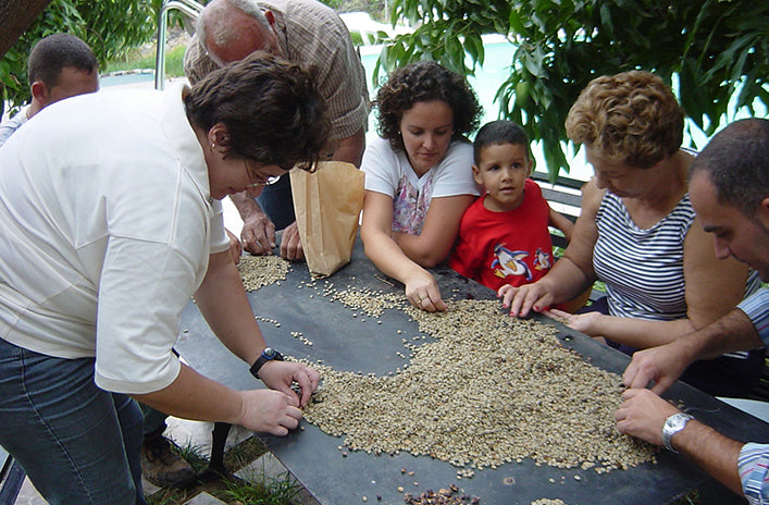 Sorting coffee beans at Finca La Corcovada, Canary Islands.