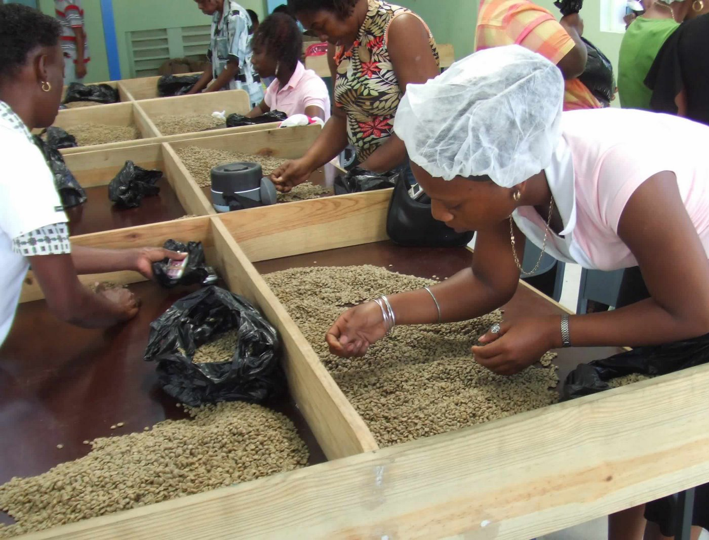 Farm workers hand sorting Jamaica Blue Mountain coffee beans