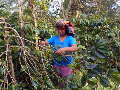 trimming coffee trees in northern Sumatra Indonesia
