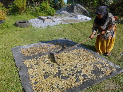 Indonesian woman in Northern Sumatra drying Wild Kopi Luwak coffee