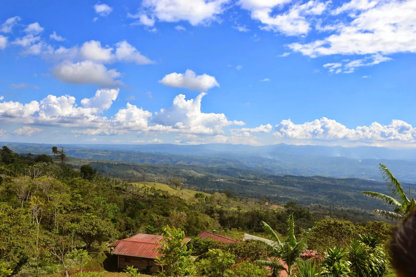 Landscape view of the Coffea Diversa coffee farm in Costa Rica