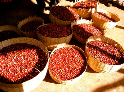 Ethiopian Coffee Beans 