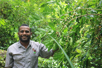 Fiji - Green Bean-Sea Island Coffee