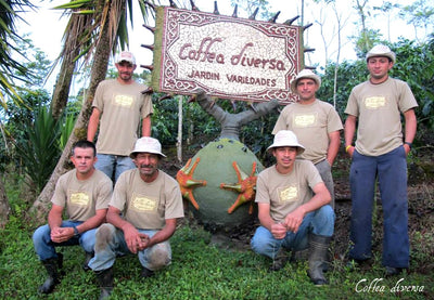 Coffea Diversa Rume Sudan Washed, Costa Rica.