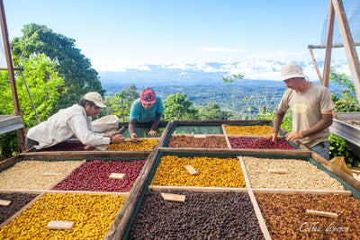 Costa Rican coffee
