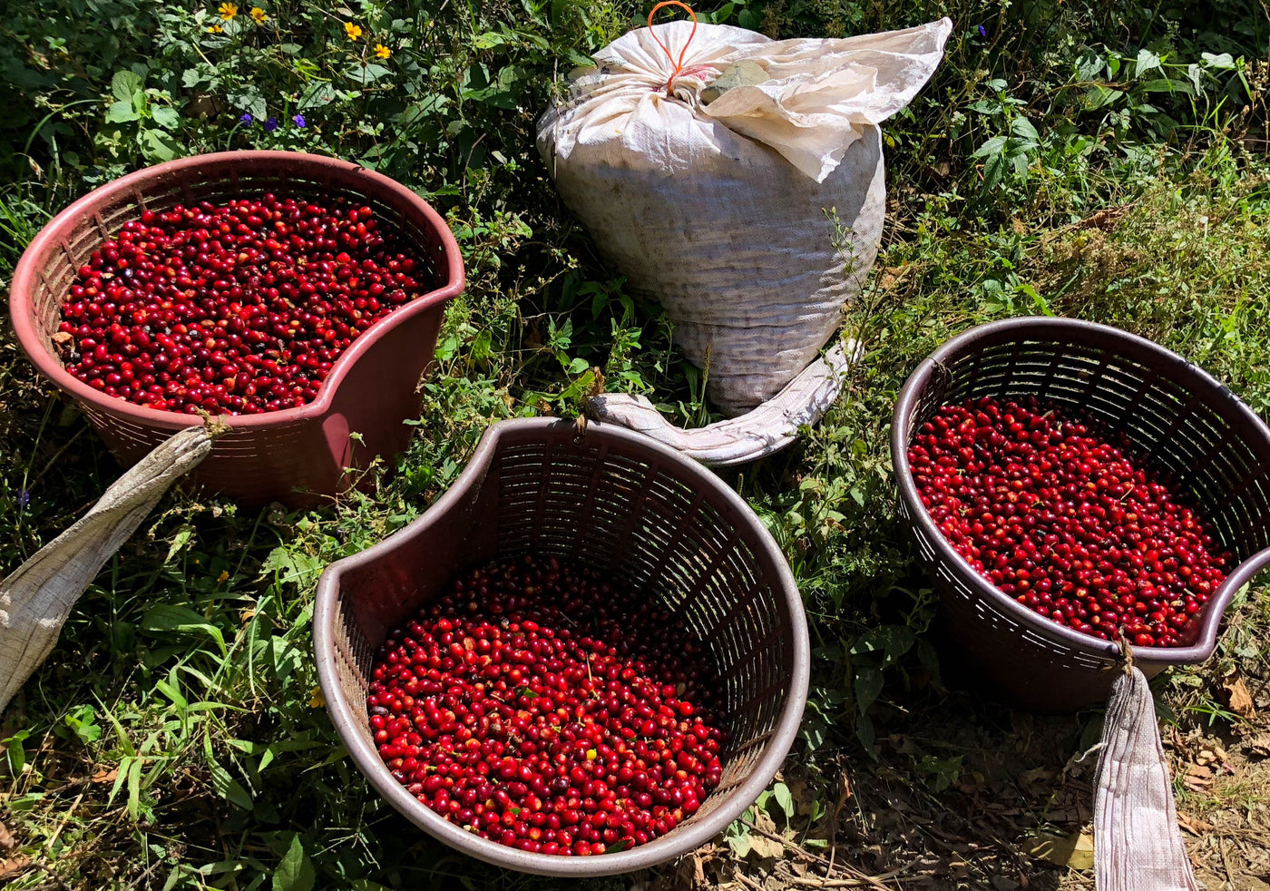Panamanian coffee cherries freshly picked