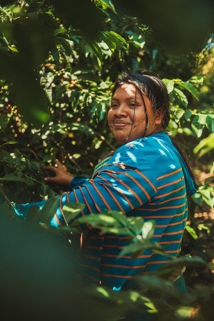 Panamanian Coffee Grower
