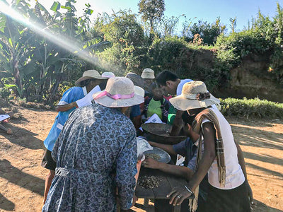 Madagascar coffee farmers sort coffee beans