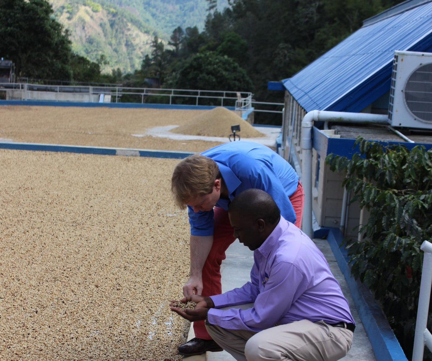 Jamaica Blue Mountain coffee beans being inspected while they dry
