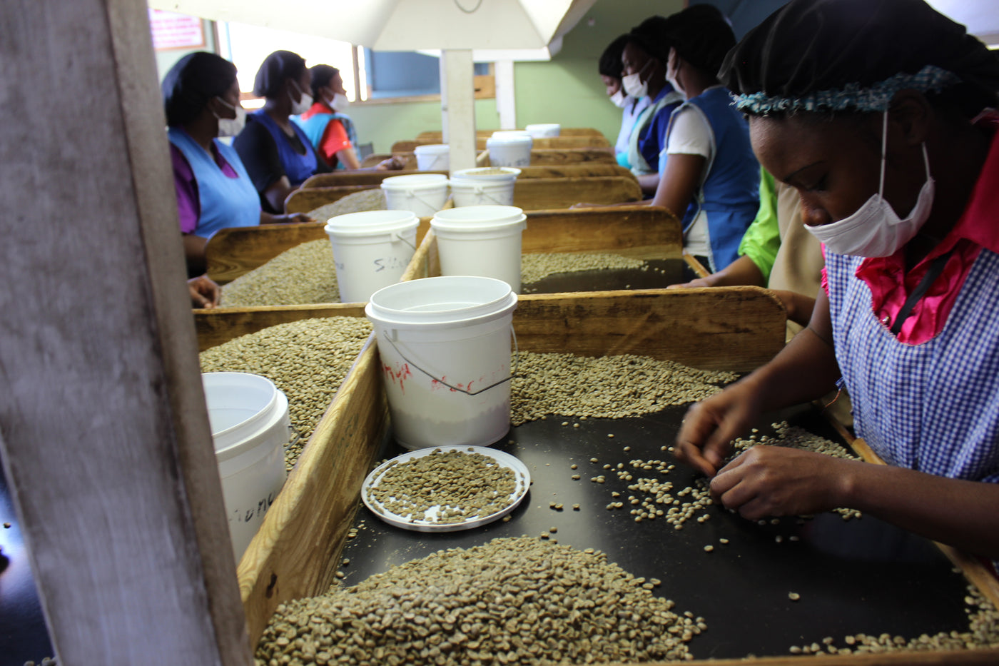 Jamaica Blue Mountain coffee beans being sorted by hand