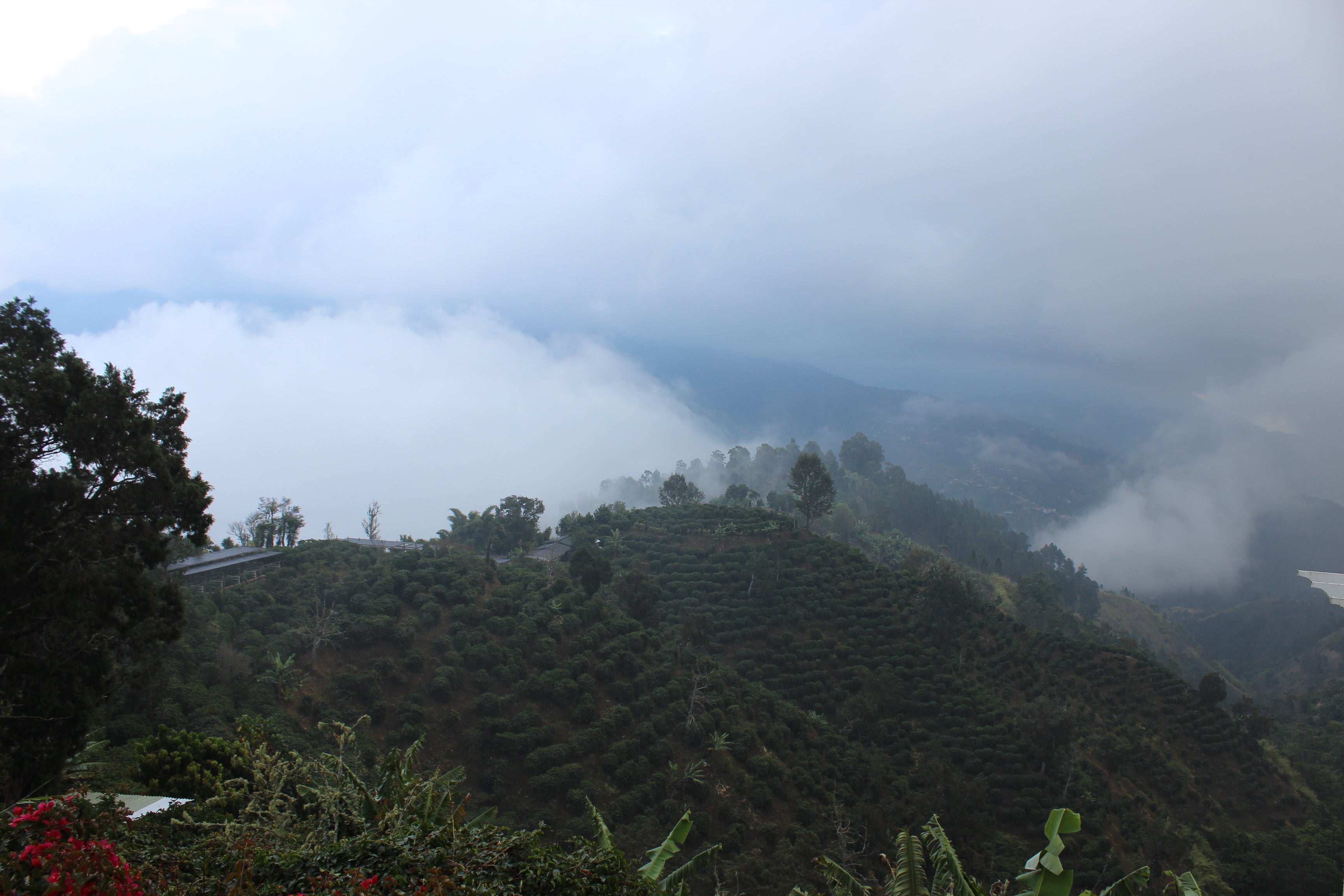 Jamaica Blue Mountain, Clydesdale Estate Unroasted Peaberry Beans