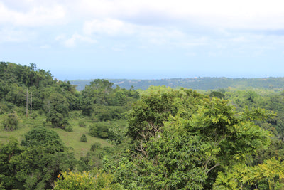 View of trees and coffee plants growing in the Jamaican Blue Mountains