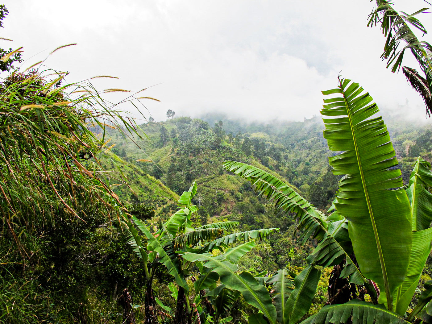 Leaves and plants in front of a misty view of the Jamaica Blue Mountains